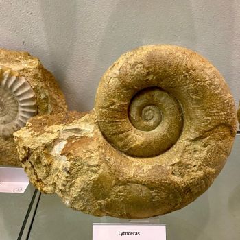 File Manager - Item Preview