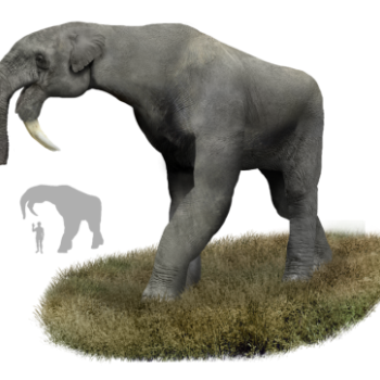 File Manager - Item Preview