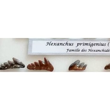 File Manager - Item Preview