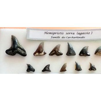 File Manager - Item Preview