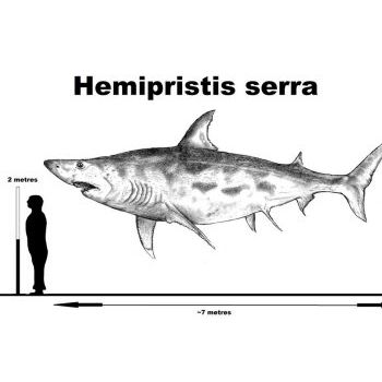 File Manager - Item Preview