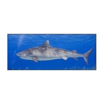 File Manager - Item Preview