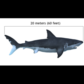 File Manager - Item Preview