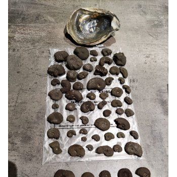 File Manager - Item Preview