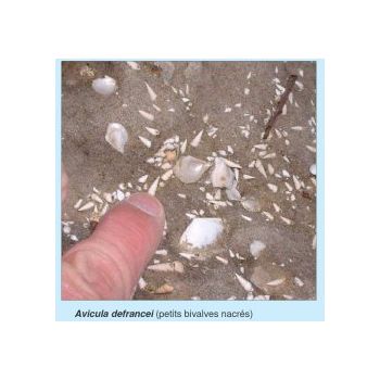 File Manager - Item Preview