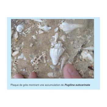 File Manager - Item Preview