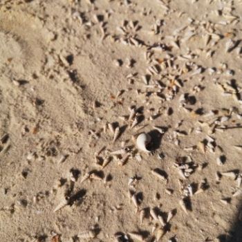 File Manager - Item Preview