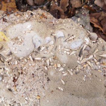 File Manager - Item Preview