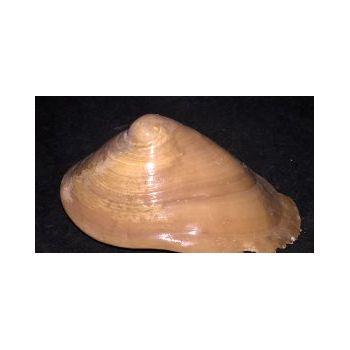 File Manager - Item Preview