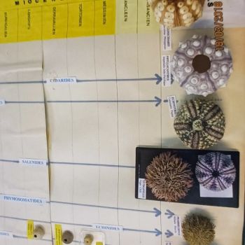 File Manager - Item Preview