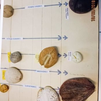 File Manager - Item Preview