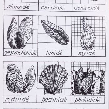 File Manager - Item Preview