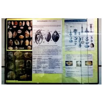 File Manager - Item Preview