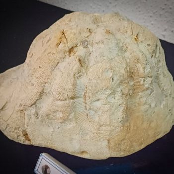 File Manager - Item Preview