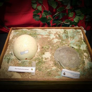 File Manager - Item Preview