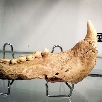 File Manager - Item Preview