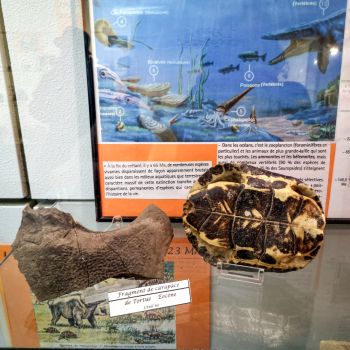 File Manager - Item Preview