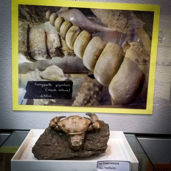 File Manager - Item Preview