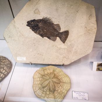 File Manager - Item Preview