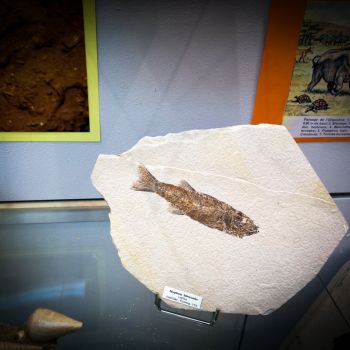 File Manager - Item Preview