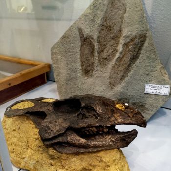 File Manager - Item Preview