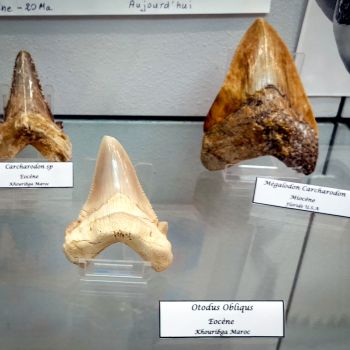 File Manager - Item Preview