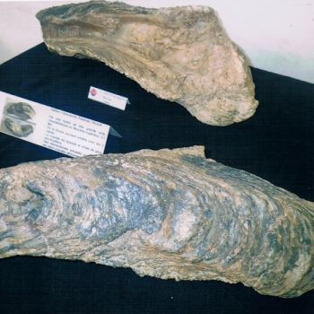 File Manager - Item Preview