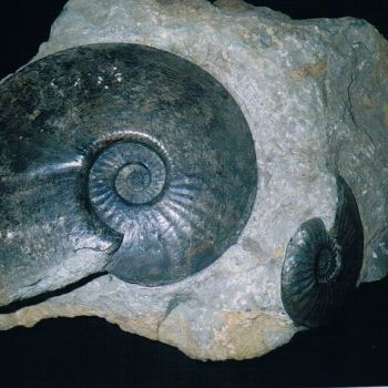 File Manager - Item Preview