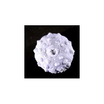 File Manager - Item Preview