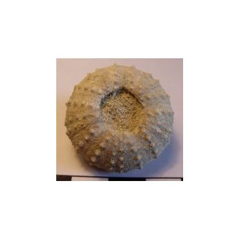 File Manager - Item Preview